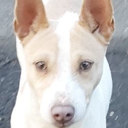 GW(George Washington) - White and silver Rat Terrier puppy in Modesto, Carlsbad, Ca, California from rosebud terriers