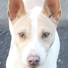 GW(George Washington) - White and silver Rat Terrier puppy in Modesto, Carlsbad, Ca, California from rosebud terriers