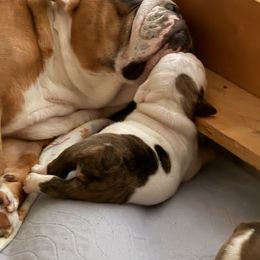 Bulldog Puppies from Manteo Bulldogs