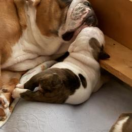 Bulldog Puppies from Manteo Bulldogs