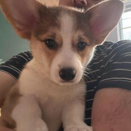 Frosty Mint - Red female Pembroke Welsh Corgi puppy in New York, New York from Ad Astra NYC