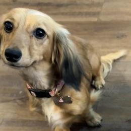 Sugar - Dachshund