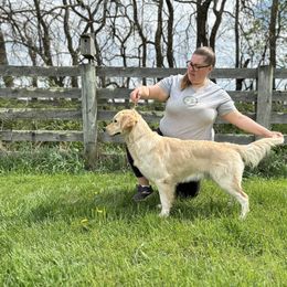 Golden Retriever Puppies from Ruff Life Goldens