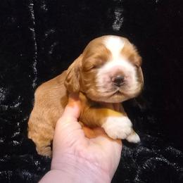 Ranger - Red male Cocker Spaniel puppy in Florence, South Carolina from Reddick's American Cocker Spaniels