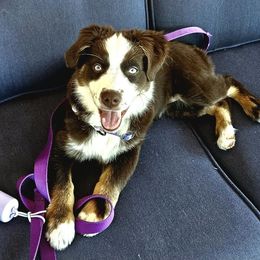 Miniature Australian Shepherd Puppies from Yarborough Kennels