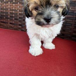 Coconut - White female Havanese puppy in San Diego, California from Ameral Havanese
