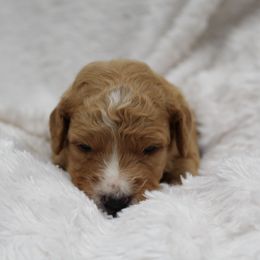 Bernedoodle and Goldendoodle Puppies from Paramount Family Doodles