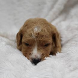 Bernedoodle and Goldendoodle Puppies from Paramount Family Doodles