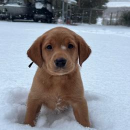 Black collar - Yellow male Labrador Retriever puppy in Heath Springs, South Carolina from Rich Hill Retrievers