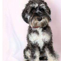 Willow - Australian Labradoodle