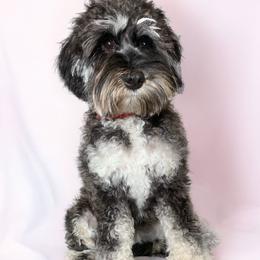 Willow - Australian Labradoodle