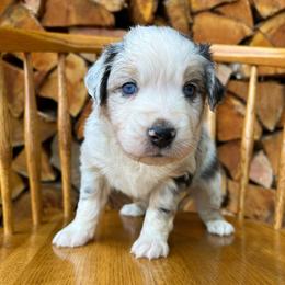 Bandit - Blue merle male Australian Shepherd puppy in Hillsboro, Oregon from A&D Australian Shepherds