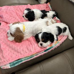 Cavalier King Charles Spaniel Puppies from Rolling Meadows Cavaliers