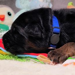 Blue Collar - Male - Black and red male German Shepherd puppy in Charlotte, North Carolina from Zuflucht K9s