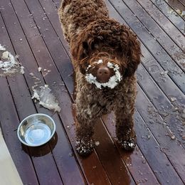Australian Labradoodle Puppies from Forest Hill Labradoodles