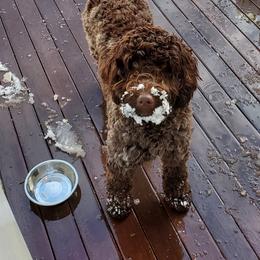 Australian Labradoodle Puppies from Forest Hill Labradoodles