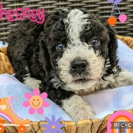 Boy 2 - Black and white Bernedoodle puppy in Ohio from Mini Doodle Buddies