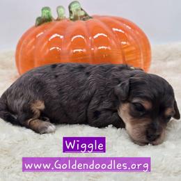 Wiggle - Blue merle female Bernedoodle puppy in Neillsville, Wisconsin from Granton Creek