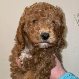 Goldendoodles from Flamms Goldendoodles