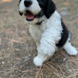Goldendoodle, Poodle, and Sheepadoodle Puppies from Heavenly Hilltop Farm