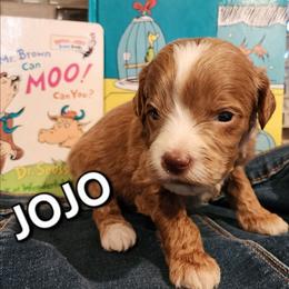 Jojo- Dr Seuss litter - Gold male Labradoodle puppy in Phelan, California from Family Doodles