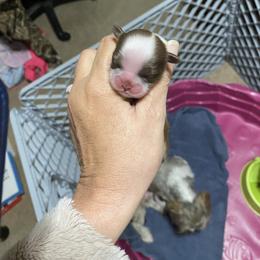 Ella - Chocolate and tan female Shih Tzu puppy in Alexander, Arkansas from TnT Shih Tzu