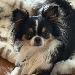 Chihuahuas from Tenderheart Chihuahuas