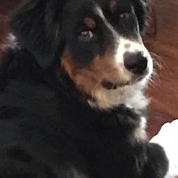 Australian Shepherds from Tina Ribaudo Aussies
