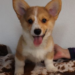 Girl 3 - Red Pembroke Welsh Corgi puppy in Missouri from Cooler Farms Corgis