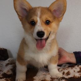 Girl 3 - Red Pembroke Welsh Corgi puppy in Missouri from Cooler Farms Corgis