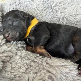 Girl 2 - Phantom female Bernedoodle puppy in Pottstown, Pennsylvania from Willow-Be Doodles