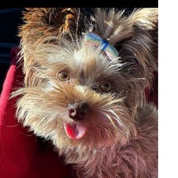 Ellie - Yorkshire Terrier