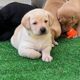 Suttle - Yellow female Labrador Retriever puppy in Eugene, Oregon from McKenzie Reign Labradors