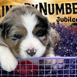 Jubilee - Blue merle female Australian Shepherd puppy in Magee, Mississippi from Paint ByNumbers Ranch