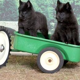 Schipperkes from Sea-Breed Schipperkes