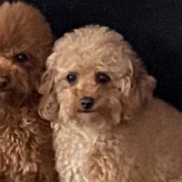 Shihpoos from Jenny La Bone