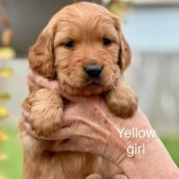 Yellow - Dark golden female Golden Retriever puppy in Calistoga, California from Willow’s AKC Golden Retrievers