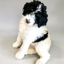 Finn - Black and white male Bernedoodle puppy in Huntsville, Alabama from Falcon Ridge Doodles