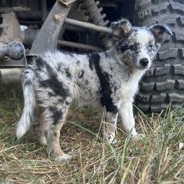 Border Collie puppies from Wild Rose Ranch