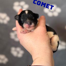Comet - Tri-color male Cavapoo puppy in Sun City, Arizona from AZ Cavapoos