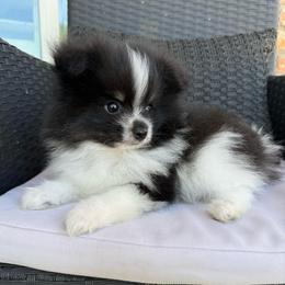 Rudy - Black parti male Pomeranian puppy in San Jacinto, California from Savvypomeranians