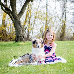 Willow - Australian Shepherd