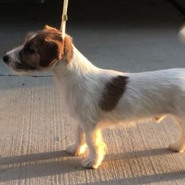 Jack - Russell Terrier puppy in Apple Valley, California from Katelyn M Ford