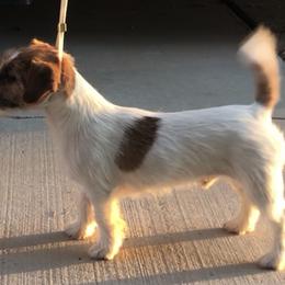 Jack - Russell Terrier puppy in Apple Valley, California from Katelyn M Ford