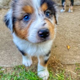 Lock - Australian Shepherd puppy in Poway, California from Side Tongue Shepherds