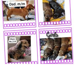 Dachshund Puppies from CLARK'S BREEDING PROGRAM