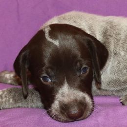 German Shorthaired Pointer Puppies from GLC Pointers