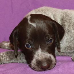 German Shorthaired Pointer Puppies from GLC Pointers