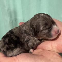 Sven - male Australian Mountain Doodle puppy in Jerome, Idaho from Tolman Acres