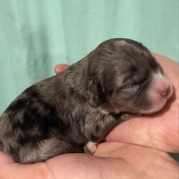 Sven - male Australian Mountain Doodle puppy in Jerome, Idaho from Tolman Acres